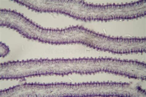 Coprinus Mushroom Under The Microscope Stock Photo Image Of Slice