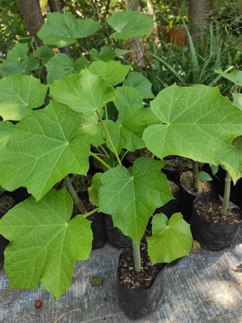 daun pohon jarak  koleksi gambar