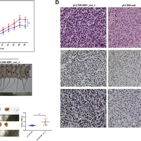 Hbv Circ 1 Promoted Cell Proliferation Cell Cycle Process Migration