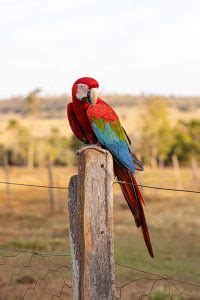 Arara vermelha e verde adulta da espécie Ara chloropterus download