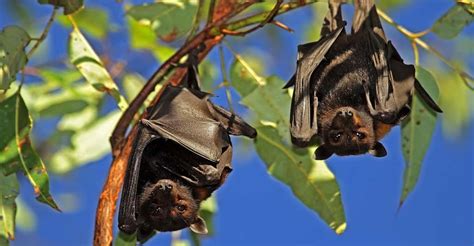 La Chauve Souris Ce Mammif Re Volant Dossier