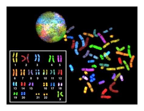 Ninth grade Lesson Karyotyping: A Look at A Cell's Chromosomes