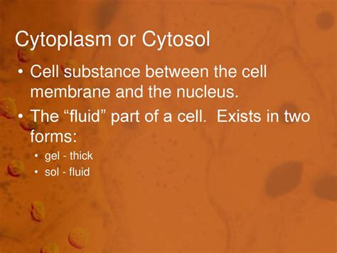 Chapter 6 A Tour Of The Cell Ppt Download