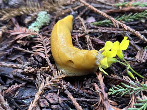 Found A Banana Slug So Cute Rucsc