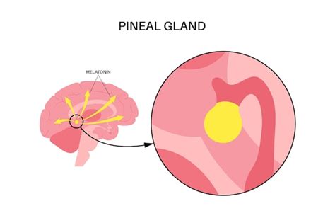 Premium Vector | Pineal gland anatomy