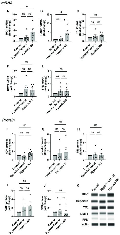 No Metabolism And Feno Formation In Bewo Cell Culture After H Of