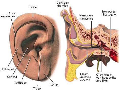 Anatomia Aplicada EL OIDO