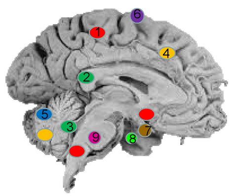 Main Types And Locations Of Primary Brain Tumors 1 Gliomas 2