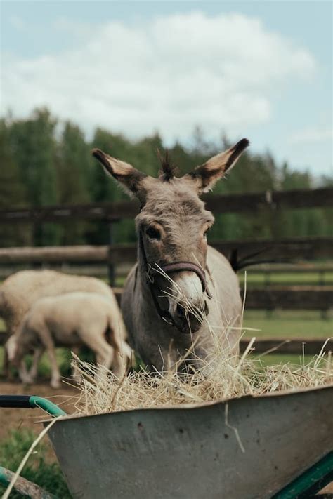 10+ Interesting Donkey Facts for Animal Lovers Everywhere