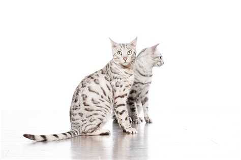 White Bengal Cat: Colors, Breeds & Characteristics