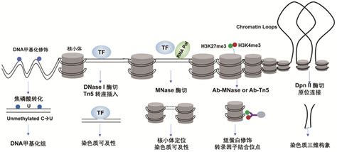 单细胞表观遗传测序技术最新进展