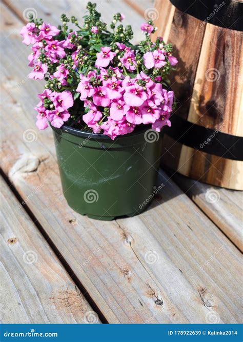 Pink Diascia Flowers in Plastic Pots Stock Image - Image of blossom, planting: 178922639