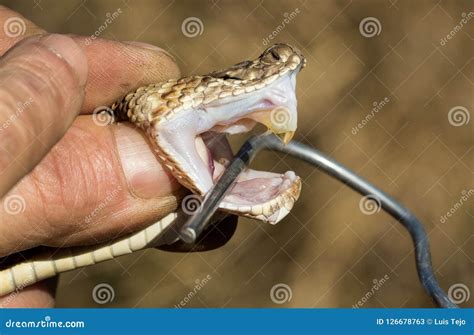 The Venom and Fangs of a Venomous Snake Stock Image - Image of deadly ...