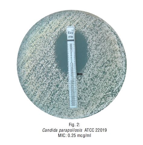 RIDACOM Comprehensive Bioscience Supplier Itraconazole