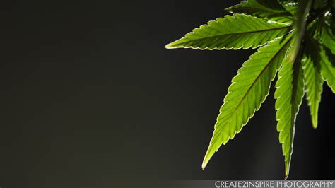 Pot Leaf Wallpaper - WallpaperSafari