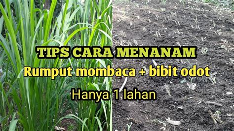 Inilah Tips Cara Menanam Rumput Mombaca Odot Di Satu Lahan Yang