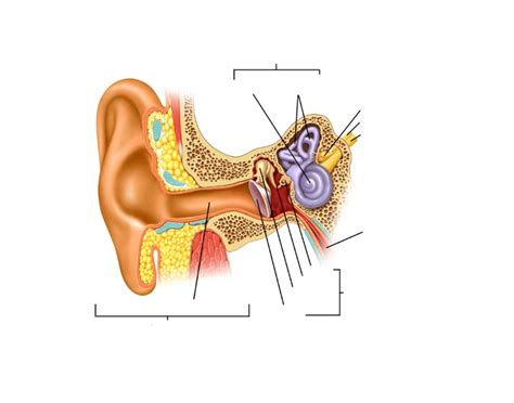 Anatomy of the Inner Ear Quiz