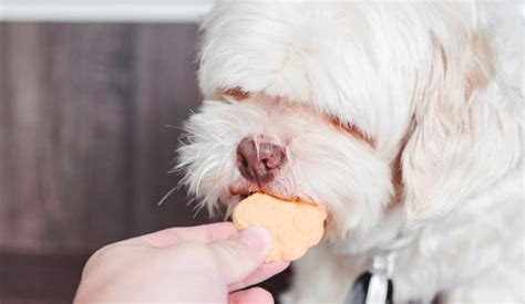 GALLETAS Para PERROS Caseras 5 Recetas FÁCILES