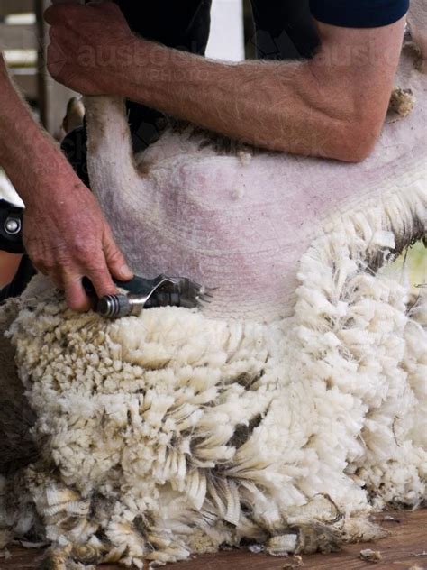 Image Of Close Up Of A Sheep Being Shorn Austockphoto