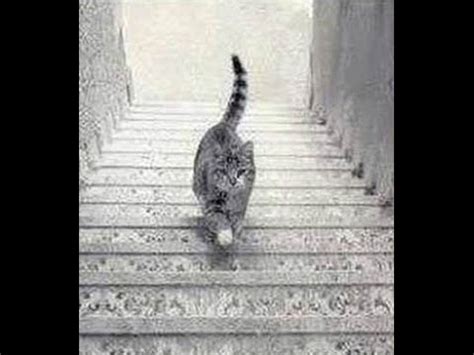 Is This Cat Going Up Or Down These Stairs The Answer Is Youtube