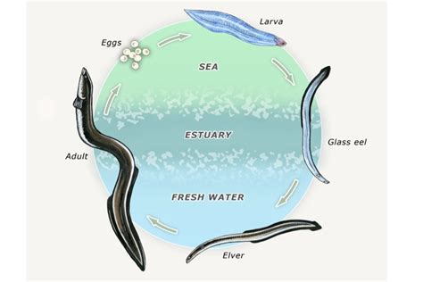 Life cycle of freshwater eels — Science Learning Hub