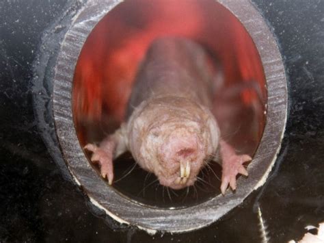 Could Naked Mole Rats Hold Key To Curing Cancer And Dementia Worldhealth Net