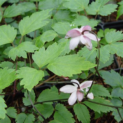 Anemonopsis macrophylla - Van Berkum Nursery