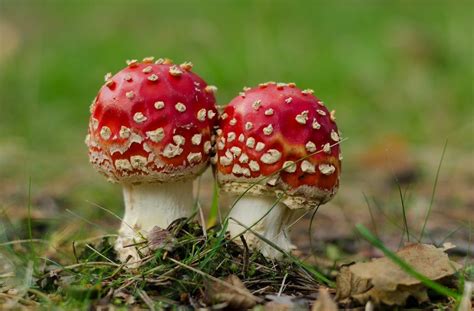 Tragic Mushroom Poisoning Claims Elderly Womans Life Son Critical