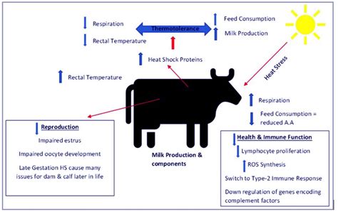 Selection Strategies For Thermotolerance In Dairy Cattle Dairy Global