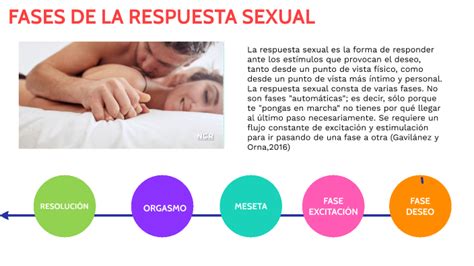 Fases De La Respuesta Sexual Humana By Nataly Falconi On Prezi