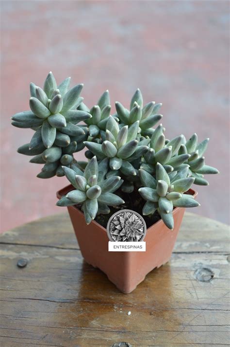 Pachyphytum Compactum Cactus Y Suculentas Cultivo De Suculentas