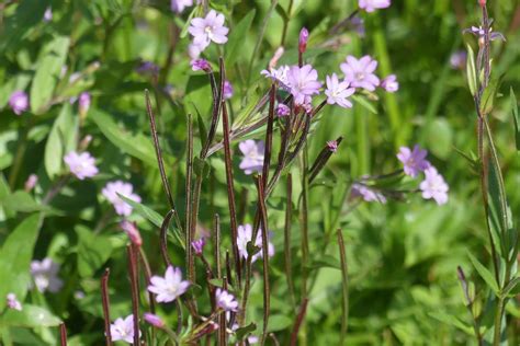 Berg Weidenr Schen Juli Berg Weidenr Schen Epilobium Flickr