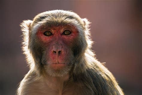 Monkeys Can Be Taught Mirror Recognition