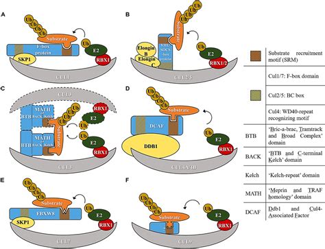 Diagram Representing E3 Ubiquitin Ligase Complexes Of The Cullin