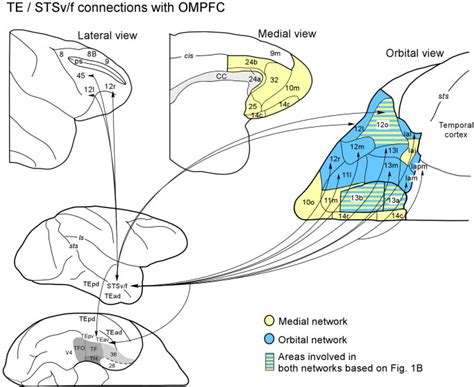 Summary Diagram Of The Connections Between The Prefrontal Cortex And