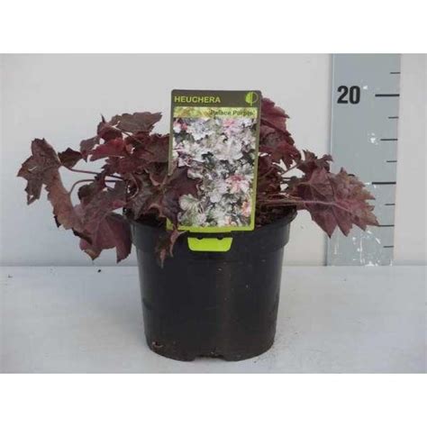 Purperklokje Heuchera Micrantha Palace Purple Vaste Planten