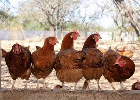 Hens Huddled Together Backyard Chickens Mama