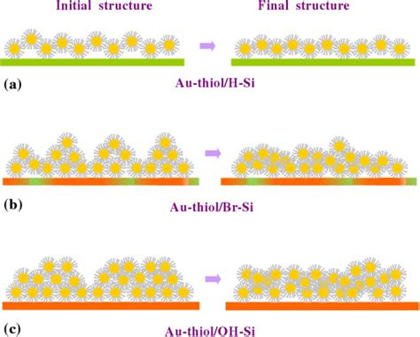 Color Online Schematic Illustration Of The Structures Of Thiol Capped