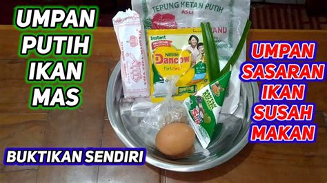 Umpan Putih Ikan Mas Terbukti Ampuh Saat Ikan Susah Makan Silahkan