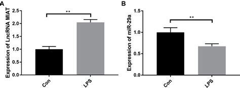 Figure From Effect Of Lncrna Miat On Kidney Injury In Sepsis Rats Via