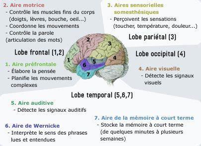 Les Aires Corticales Et Leurs Fonctions Neuromedia Neurosciences