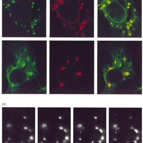 Immunofluorescence Of Cells Transfected With Nsp5 Mutants Cells Download Scientific Diagram