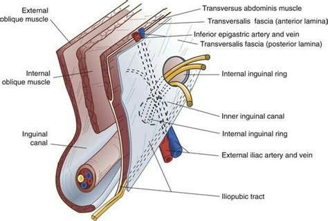 Anatomy Of The Inguinal Region ANATOMY