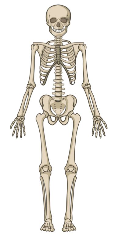 ANATOMY LABELING Diagram | Quizlet