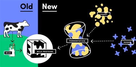 Milk Without Cows Commercialization Of Synthetic Dairy Products In The