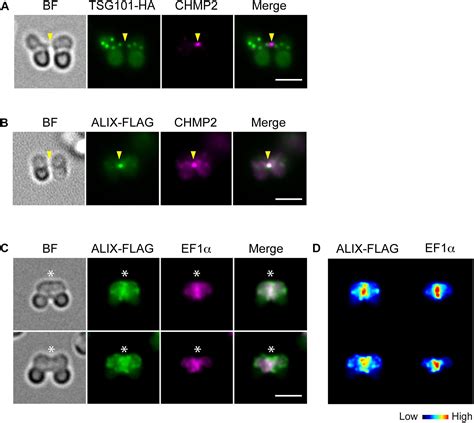 Frontiers ESCRT Machinery Mediates Cytokinetic Abscission In The