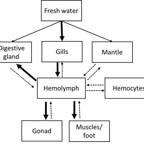 Diagram Representation Of Hypothetical Pathway Of Dissolved BMAA Within