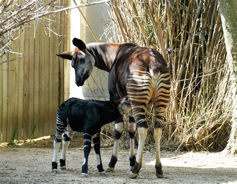 Houston zoo: Hours, admission cost, what to see