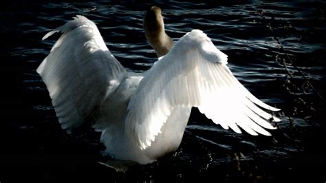 Swan Lake (Swan Theme) - The Classicals | Shazam