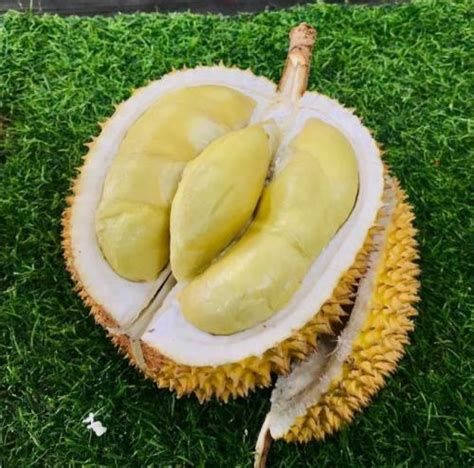 5 Rekomendasi Tempat Makan Durian Enak Di Jakarta Yakin Nggak Mau